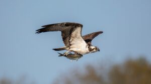 Aguila Pescadora